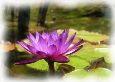 Purple Water Lily 0407