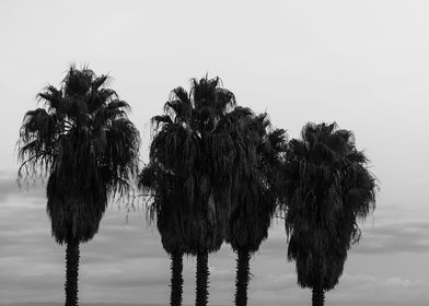 Sunset Palm Trees Dream 2