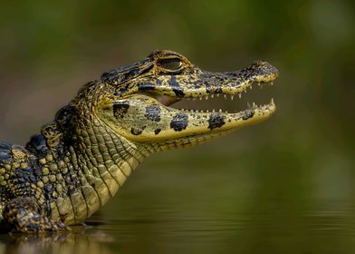 Spectacled Caiman