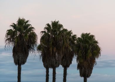Sunset Palm Trees Dream 1