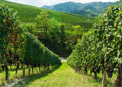 Vineyards Italy