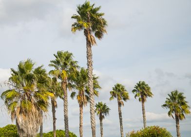 Algarve Palms 1