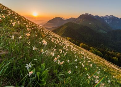 Daffodils in the Sunset