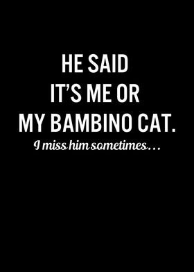 Funny Cats My Bambino Cat