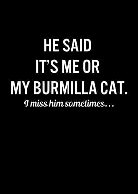 Funny Cats My Burmilla Cat