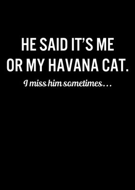 Funny Cats My Havana Cat