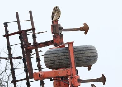 Owl Farmer