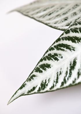 Zebra Plant Leaves