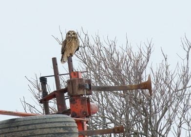 Nifty perch