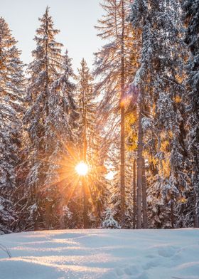 Winter Forest Sunrise