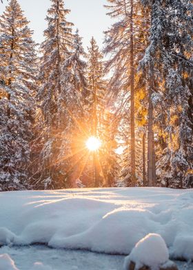 Winter Forest Sunrise