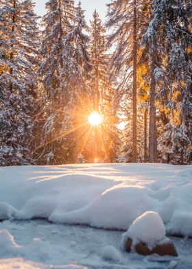 Winter Forest Sunrise