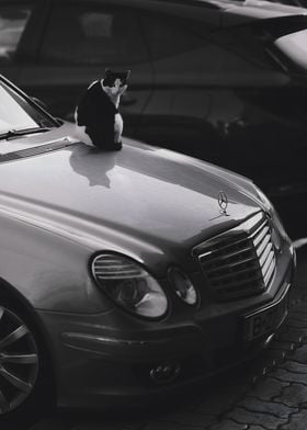 Cat On A Merc