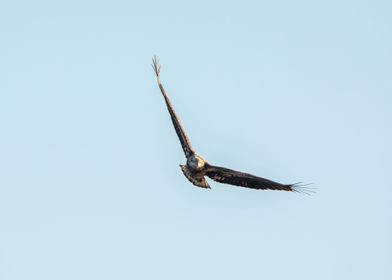 Juvenile bald eagle flying