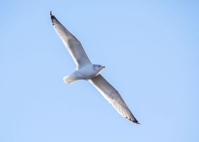 Soaring gull in blue sky