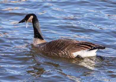 Goose in winter