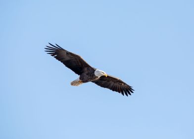 Soaring eagle isolated