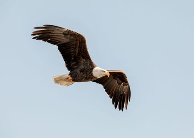 Bald eagle in the sky