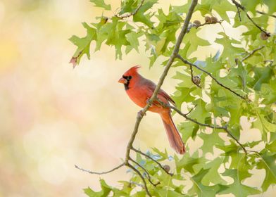 Northern cardinal in tree