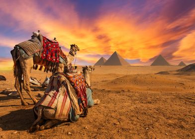 Giza Pyramids and Camels