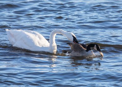 Swan goose and fish