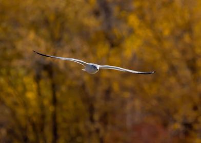 Seagull soaring in autumn