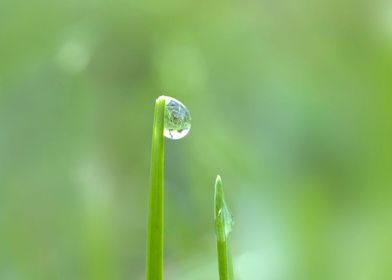 Dew drop on grass