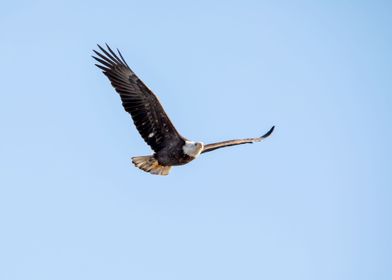American eagle in flight