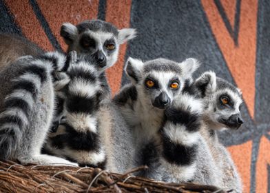 Lemurs Animals Wild Zoo