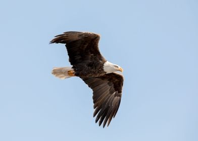 Majestic Eagle Flying
