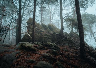 Foggy forest landscape