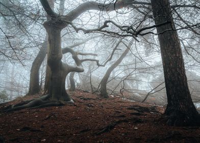 Foggy forest landscape