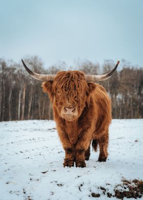 Highland cattle in snow