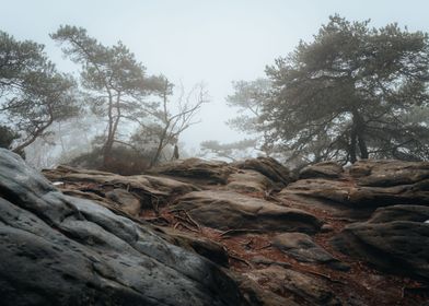 Foggy forest landscape