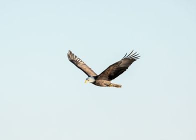 Minimalist eagle soaring