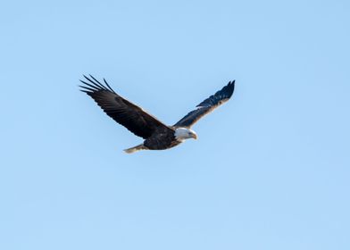 Flying bald eagle isolated