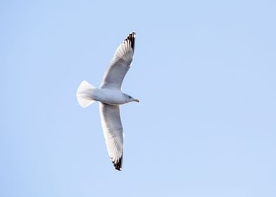 Seagull flying overhead