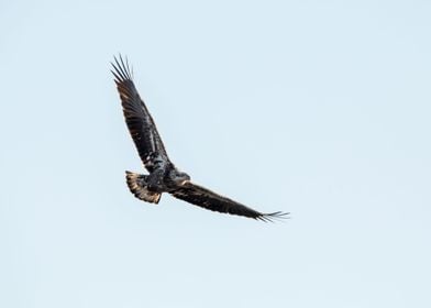 Flying juvenile eagle 