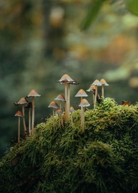 Moody mushrooms