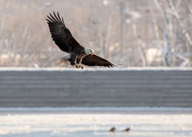 Fishing eagle with fish