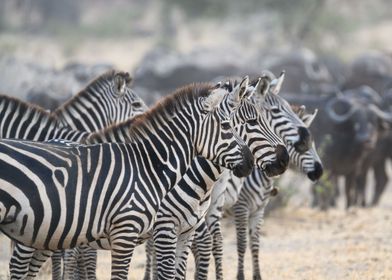 Animals Zebras Wild Zoo