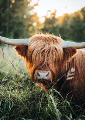 Highland Cattle 