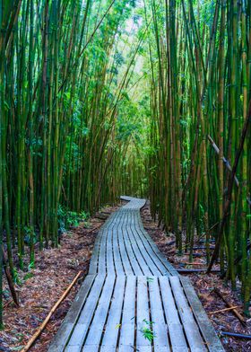Bamboo grove Maui Hawaii