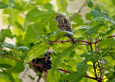 Sparrow and poke berries