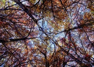 Looking up in the forest