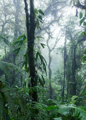 Cloud forest Costa Rica