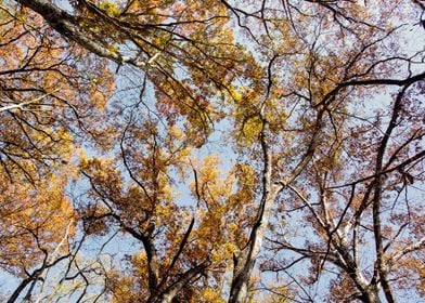 Looking up at autumn