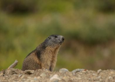 Marmot