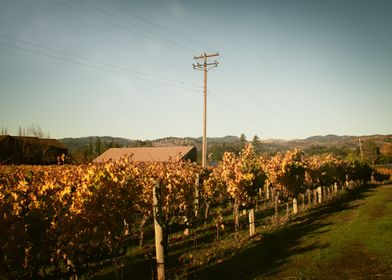 Vi Sattui Vineyard