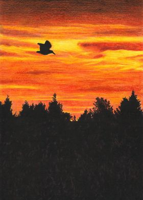 Sunset sky with bird